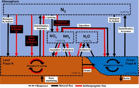 3 Diagram Showing The Nitrogen Cycle According To Zhang Ward And