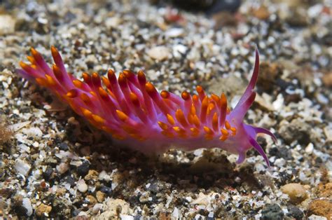 Nudibranch Sea Slugs Species Behavior And Classifications