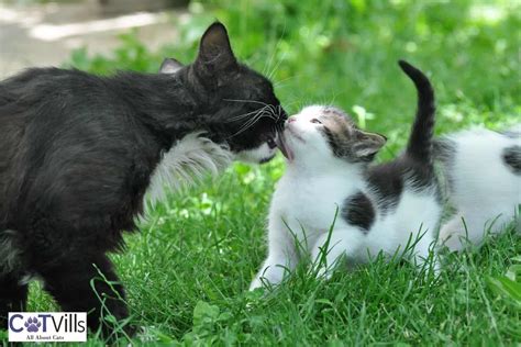 Why Do Cats Groom Each Other 4 Most Common Reasons