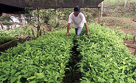 Un Cultivador En Una Plantaci N De Plantas De Coca En Colombia Plano