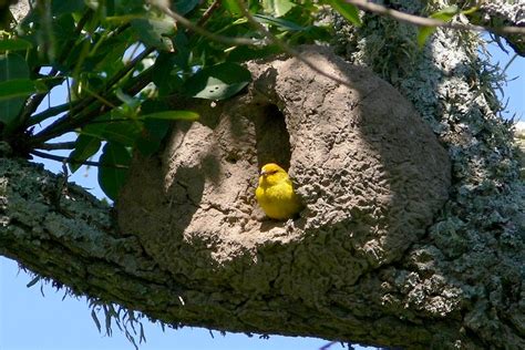 Nidos creados por aves Impresionante Imágenes Taringa