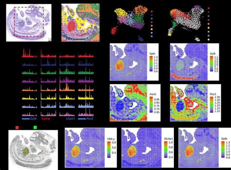 Fig S Further Analysis Of Spatial Chromatin Accessibility Mapping Of