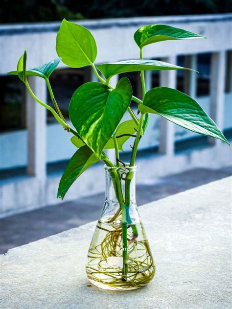 Planta julieta Guía de cuidados para el poto o potus y hacer que