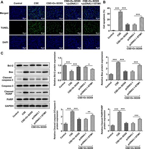 Upregulation Of Stim Reverses The Suppressing Effect Of Sox On The