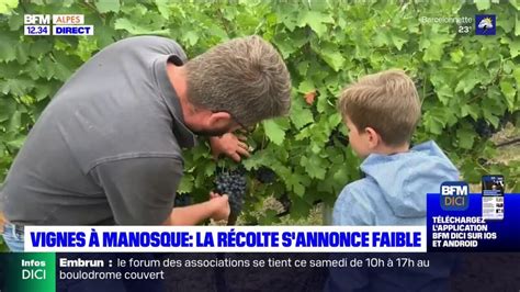 Alpes de Haute Provence les vendanges commencent à Manosque