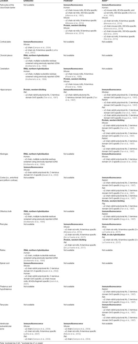 Frontiers Brain Dysfunction In Lama2 Related Congenital Muscular