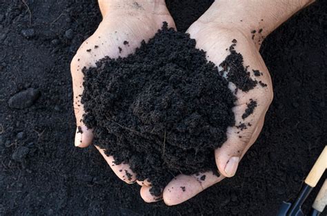 screened loam avedisian east