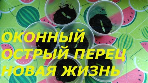 КОМНАТНЫЙ ПЕРЕЦ ОСТРЫЙ ..ПИКИРОВКА РАССАДЫ - YouTube