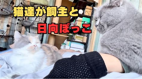 猫達が飼主が起きるまで日向ぼっこ、今日は仲良くしてる猫達 猫 Cat ネコ Youtube