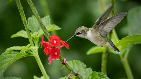 National Hummingbird Day - Orlando Science Center