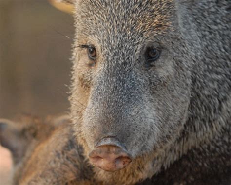 Javelina Bite Wound