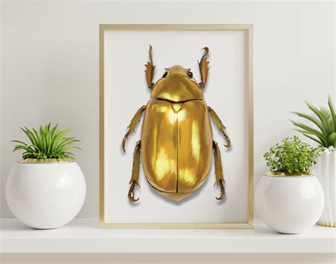 Golden Scarab Beetle for sale| 88 ads for used Golden Scarab Beetles