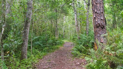 Highlands Hammock State Park Nature Trails – Florida Hikes