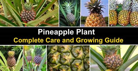 Pineapple Plant: Complete Care and Growing Guide (With Pictures)