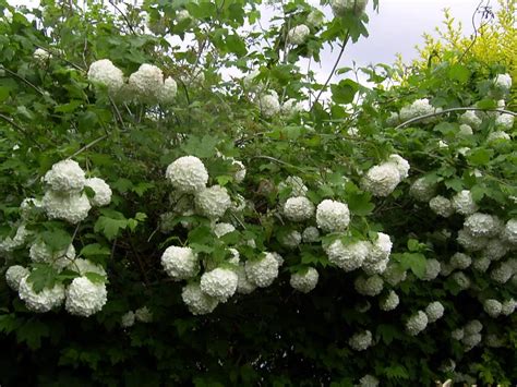 Kalina Koralowa Roseum Viburnum Opulus Roseum