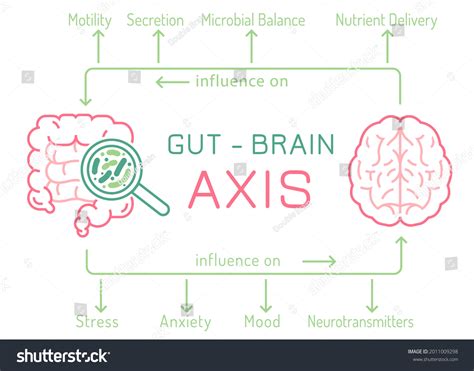 Gut Brain Axis Landscape Poster Useful Royalty Free Stock Vector 2011009298