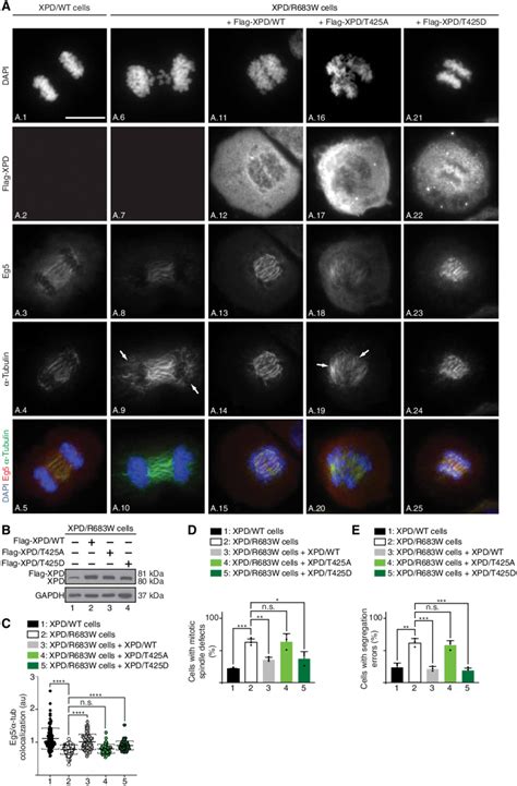 Phosphorylation Of XPD Is Critical For Mitosis A Immunofluorescence