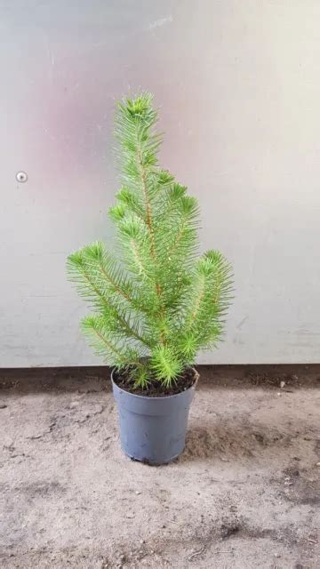 Pinus Pinea Silver Crest Pin Parasol Nain Silver Crest