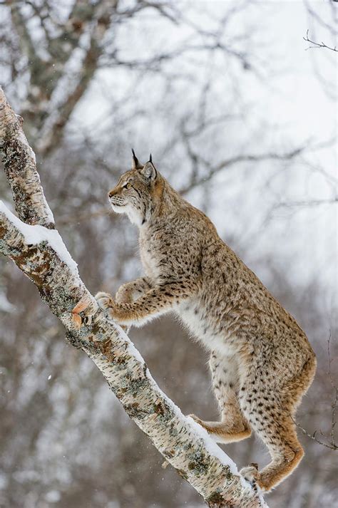 Eurasian Lynx In Winter Norway Photograph By Roger Eritja