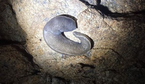 Limax