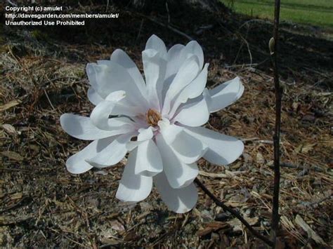 Plantfiles Pictures Magnolia Star Magnolia Royal Star Magnolia