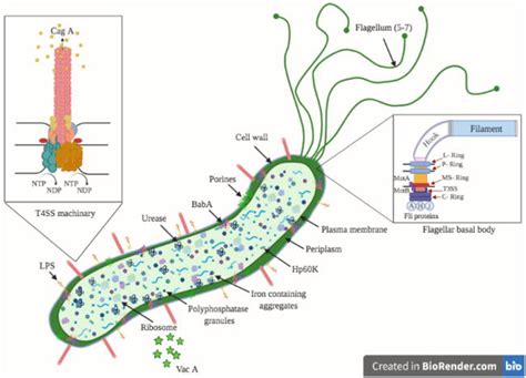 Effect Of Helicobacter Pylori On Tight Junctions In Gastric Epithelia