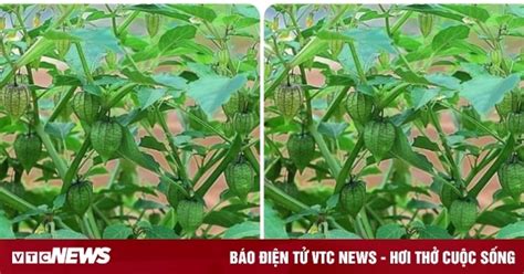 What Does The Lantern Do Vietnamvn
