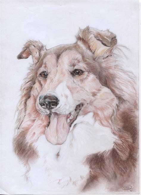 Pin By Karen Wolfer On My Doggies Collie Dog Dog Art Rough Collie