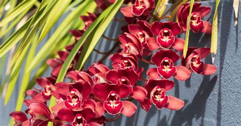 Orqu Dea Cymbidium Como Cultivar E Cuidar Dessa Linda Planta Ornamental