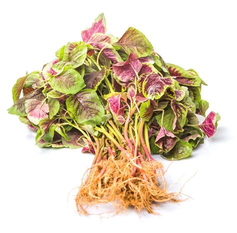 Chinese Red Spinach Leaves Iv Stock Image Image Of Tasty Asia 52788387