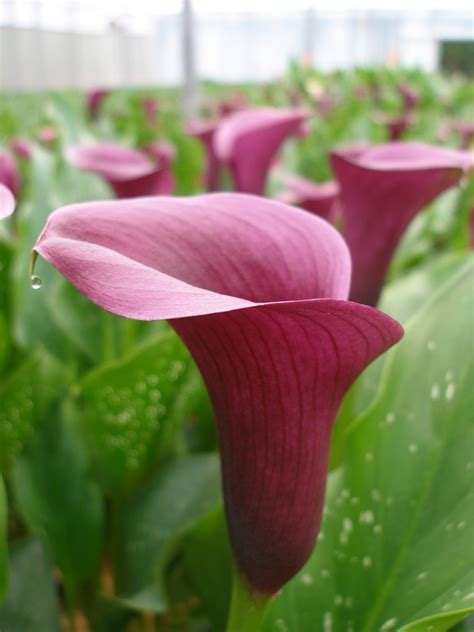 Calla Lily Flowers Oregon Coastal Flowers