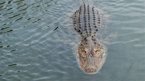 How Many Alligators Live in Louisiana's Lake Pontchartrain? - A-Z Animals