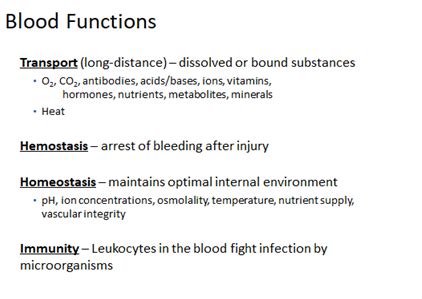 Physio Cardio 2 Hemodynamics Vasculature Exam 4 Flashcards Quizlet