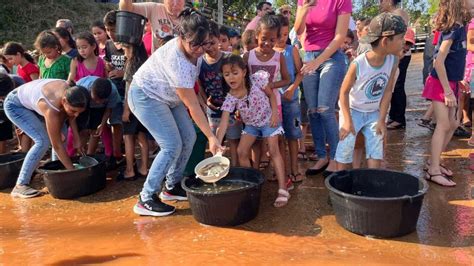 Prefeitura De Rosana E CTG Brasil Realizam Soltura De 50 Mil Peixes No