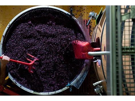 Fermentazione E Vinificazione Come Nasce Un Vino Azienda Agricola