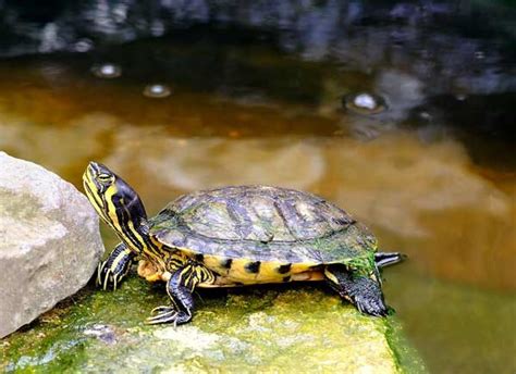 Yellow Bellied Turtle Habitat How To Setup An Indoor Enclosure