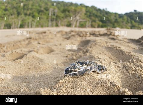 Turtle Footprint