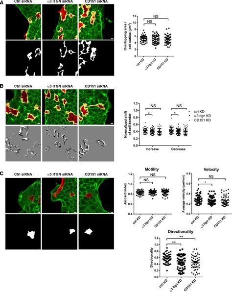 Regulation Of Cryptic Lamellipodia Dynamics And Cell Motility In