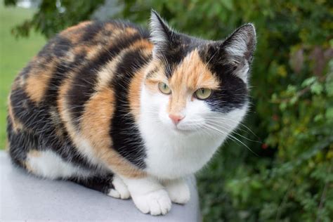 Dilute Calico Cat: What Makes Their Coat Aesthetically Muted?