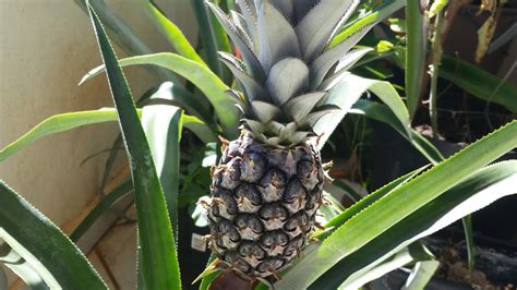 Cultivo em casa abacaxi em vasos dicas adubação rega floração