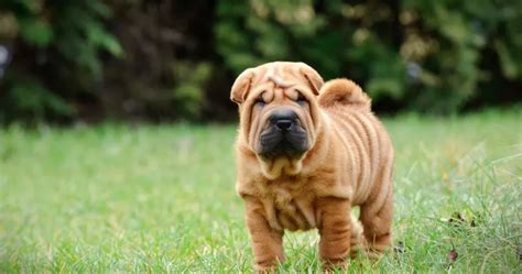 Todo Lo Que Necesitas Saber Sobre La Raza De Perro Shar Pei La Web De