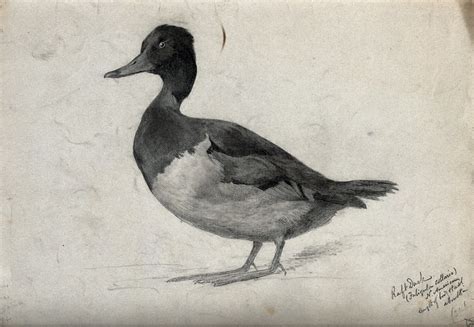 Mallard Duck Pencil Drawing At Paintingvalley Explore Collection