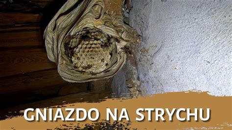 Gniazdo Na Strychu Usuwanie Gniazda Likwidacja Gniazda Gniazdo