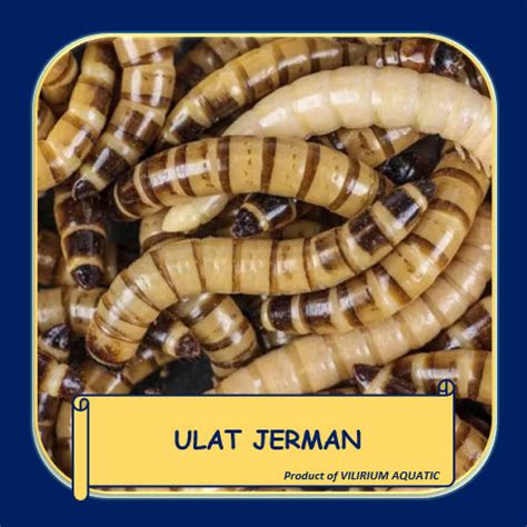 Jual PAKAN IKAN PREDATOR ULAT JERMAN HIDUP PAKET 10 000 Jakarta