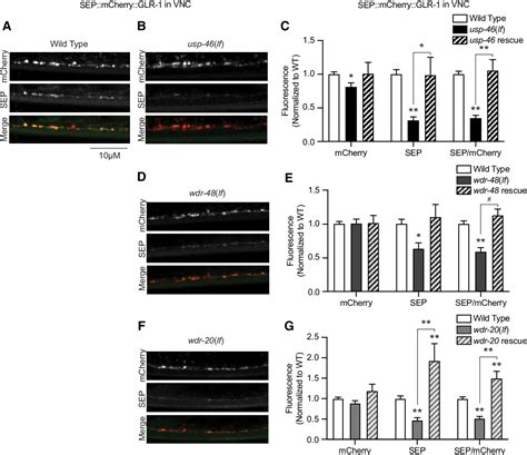 Figure From The Wd Repeat Protein Wdr And The Deubiquitinating