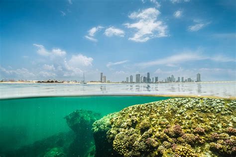 Port City Colombo Champions Coral Reef Conservation Amid Environmental