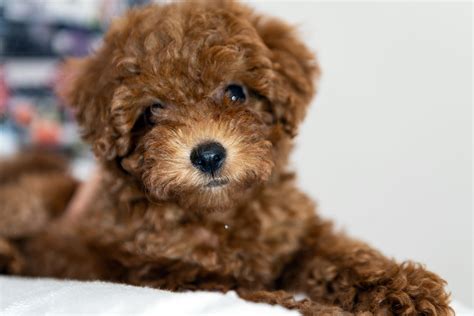 Dog Friendly Teddy Bear Photos All Recommendation