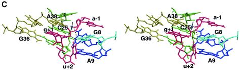 Functional Involvement Of G In The Hairpin Ribozyme Cleavage Mechanism