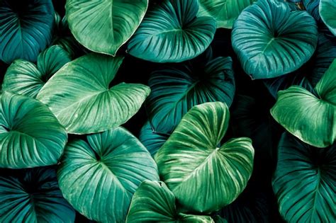 dark green   nature