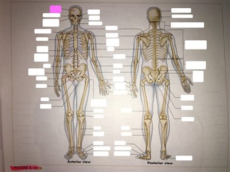 Anatomy Physiology Chapter 7 The Skeletal System Diagrams